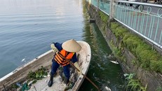 Sở Xây dựng Hà Nội lý giải nguyên nhân cá chết nhiều nổi tại hồ Tây