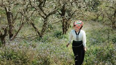 Lắng nghe mùa Xuân về