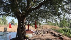 Cây me 300 năm tuổi ở Long An được công nhận là Cây Di sản Việt Nam 