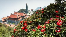 Độc đáo con đường dạo ngắm hoa đỗ quyên ở độ cao 3.000m