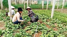 Bà con hợp tác xã Nông sản an toàn xã A Ngo thu hoạch bắp cải 