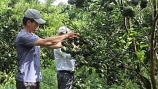 Nhiều HTX nông nghiệp hoạt động hiệu quả là chỗ dựa tin cậy cho các thành viên.