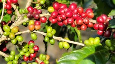 Khám phá đặc sản Lâm Đồng qua loạt món ngon làm từ hạt đến cả vỏ cà phê