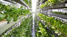 Mô hình trang trại thẳng đứng tại Singapore - Ảnh: Himalayan Times