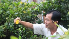 Nhiều vườn mai đã bắt đầu nở vì thời tiết thất thường tại Sài Gòn. Ảnh: Thái Nguyễn.