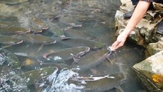 Suối cá thần Thanh Hóa