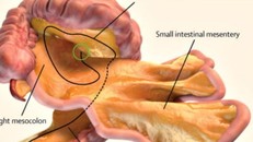 Cơ quan mới là màng ruột treo nằm trong hệ thống tiêu hóa.