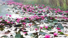 Hoa súng trên dòng suối Yến. Ảnh: Ngọc Thành.