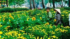 Các chợ hoa này hoạt động từ 23 tháng Chạp (tức 20/1) đến 12h trưa 30 tháng Chạp. Sau đó, người bán sẽ thu dọn trả lại mặt bằng cho thành phố đón tết. 