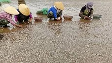  Hàng trăm tấn ngao nuôi ở Thanh Hóa đã chết trong thời gian ngắn. Ảnh: Lê Hoàng.