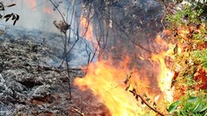 Rừng bạch đàn, keo trên núi Một, huyện Thủy Nguyên, Hải Phòng bùng cháy dữ dội.