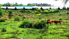 Dự án thép của tập đoàn Hòa Phát sẽ được xây dựng trên diện tích mà dự án thép Guang Lian để lại.