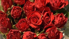 Hình ảnh hoa hồng EcuadorHoa hồng giá nửa triệu cao hơn người cháy hàng dịp Valentine