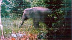  Một cá voi trưởng thành được bẫy ảnh ghi lại. Ảnh: Kiểm lâm cung cấp.