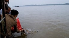Bộ Công an được đề nghị điều tra vụ phóng sinh cá có hại xuống sông Hồng.