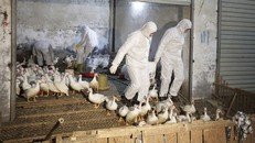 Các nhà chức trách y tế tiêu hủy vịt tại tỉnh Chiết Giang.