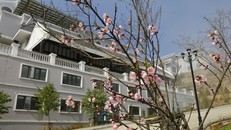 Có một thiên đường hoa đào xứ Bắc nhất định phải đến 