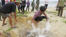 Ngư dân xã biển Đức Trạch (huyện Bố Trạch, Quảng Bình) cùng lực lượng biên phòng thu gom, chôn lấp cá chết dạt vào bờ. (Ảnh: Võ Dung/TTXVN)