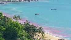 Vệt nước màu đỏ ven bờ Sơn Trà do Facebook Upochy Nguyễn chia sẻ.