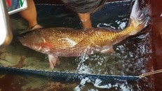 Con cá nặng hơn 8 kg toàn thân có màu vàng óng nghi là loài cá sủ vàng được anh Sử đánh bắt trước đó vào ngày 3/3.