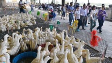 Bộ Nông nghiệp và Phát triển Nông thôn vừa quyết định tạm ngừng nhập khẩu gia cầm, sản phẩm gia cầm chưa qua xử lý từ Mỹ. Ảnh: Lê Hiếu. 