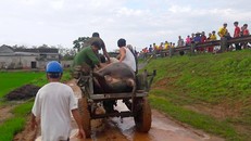 Người nhà đã cho xe ra chở trâu về. Ảnh: Đ.H