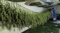 Khu vực phơi cần sa tại một trang trại ở hạt Wiltshire, Anh