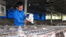  Từ bỏ đam mê văn chương, Cần trở về làm giàu với trại thỏ của mình. Ảnh: Phạm Trường. 