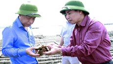 Ông Nguyễn Hữu Giang, giám đốc Sở NN&PTNT (bìa trái) cùng chủ tịch UBND huyện Tiên Yên Trương Công Ngàn (bìa phải) kiểm tra hiện trạng hàu chết .