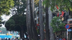 Hàng loạt cây xanh trên đường Lê Lợi tiếp tục bị đốn hạ để xây dựng tuyến metro số 1. 