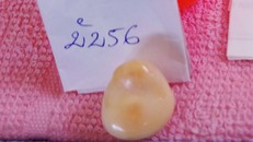 Viên ngọc quý của anh Nam phát hiện trong miệng ốc giác. Ảnh: Quốc Quy.