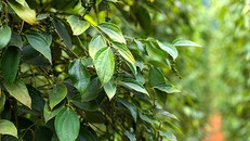  Giá tiêu giảm hơn phân nửa so với cùng kỳ năm ngoái.