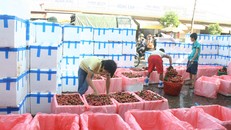 Thu mua vải thiều tại Lục Ngạn Photo: Nguyễn Trường