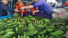 Chuối được vệ sinh sạch sẽ trước khi bảo quản ở kho lạnh. Ảnh: VD.