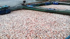 Cá chết đặc trong lồng bè