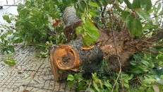  Một cây mai anh đào lâu năm bị bật gốc. Ảnh: Khánh Hương.