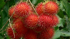 Sau xoài, thanh long tươi thì quả chôm chôm sẽ được nhập khẩu vào thị trường New Zealand trong năm 2017.