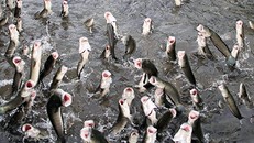 Đàn cá lóc bay tại mô hình du lịch cộng đồng của người dân Cồn Sơn. Ảnh: Cửu Long.