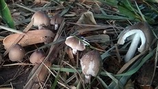 Ở miền Tây, nấm mối thường mọc tại nơi có các ổ mối trên những bờ đất cao, vườn dừa lâu năm, bờ đê, bụi tre... Ảnh: Cửu Long