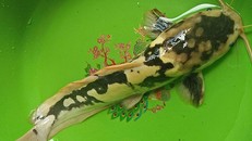 Cá trên được anh Hòa nuôi làm kiểng. Ảnh: Tân Duy.