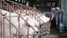 Giá heo ở Đồng Nai hiện xuống mức thấp sau đợt tăng giá ngắn ngủi. Ảnh: Ngọc An.