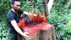 Cây gỗ có đường kính hai người ôm mới bị lâm tặc đốn hạ.