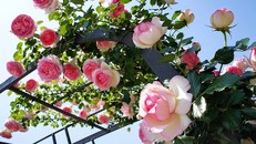 "Lễ hội hoa hồng Bulgaria & Bạn bè" 2018 sẽ được tổ chức tại Công viên nước Hồ Tây từ ngày 8-11/3/2018 (Ảnh minh hoạ)