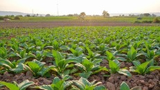 Nghiên cứu được thực hiện trên cây thuốc lá, thay vì trứng như các nghiên cứu khác nhằm tiết kiệm chi phí, thời gian thực hiện và hạn chế các đột biến có thể xảy ra.