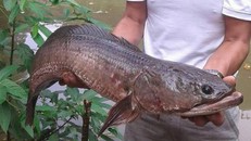 Con cá lóc nặng hơn 7kg bắt được trong ao nhà