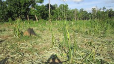 Đàn voi rừng phá nát nhiều diện tích hoa màu