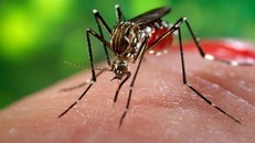 TP.HCM: Ghi nhận thêm 5 trường hợp mắc Zika