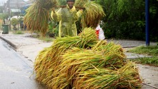 Thất thoát sau thu hoạch ở VN còn rất lớn. Ảnh tư liệu: Nông dân dân thu hoạch lúa hè thu và triển khai các biện pháp phòng chống bão