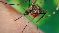 Người đầu tiên ở Bà Rịa - Vũng Tàu nhiễm virus Zika