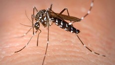 Quảng Trị: Hơn 400 trường hợp mắc bệnh sốt xuất huyết